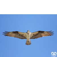 گونه عقاب ماهیگیر Osprey